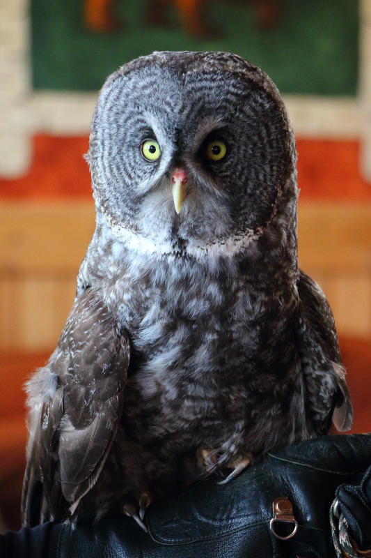 owl closeup