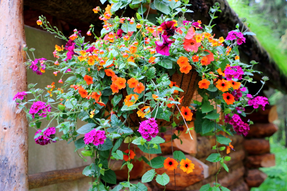 hanging flower basket