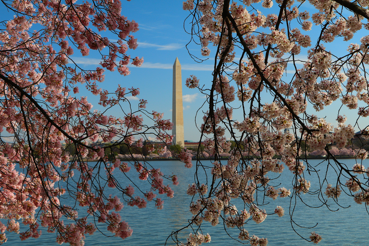 Cherry Blossoms in Washington DC