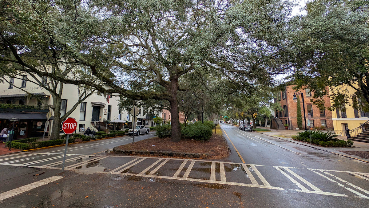 One of many oak trees in Savannah, Georgia