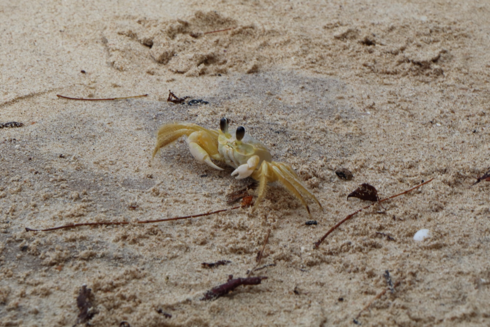 Labadee crab