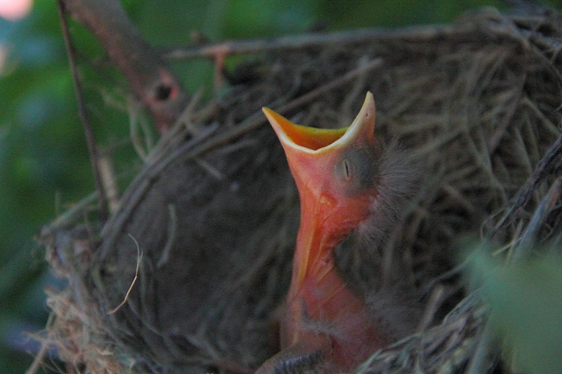 baby bird photo by my niece, Kindra Klaustermeyer