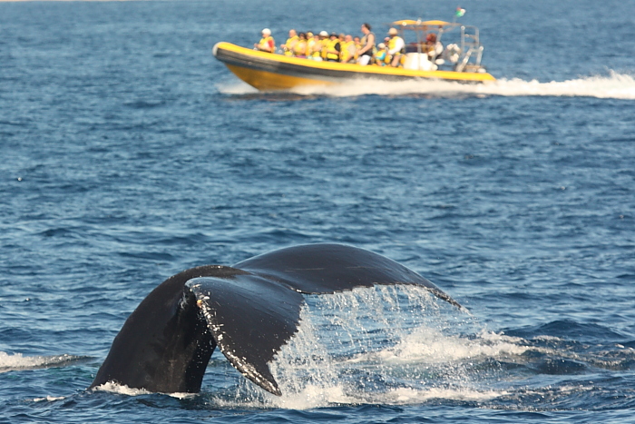 Whale watching off of Cabo San Lucas