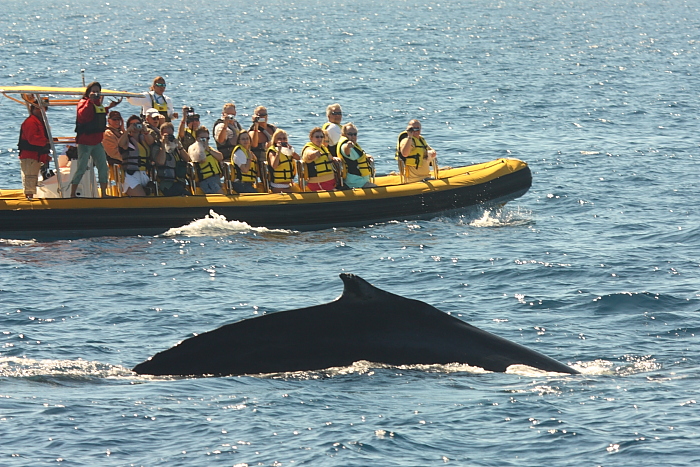 Carnival Splendor Cabo San Lucas shore excursion