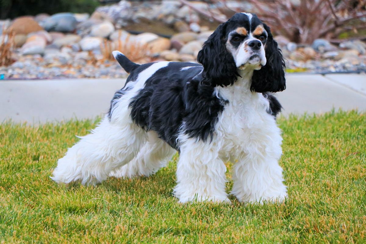 Our tri colored American Cocker Spaniel, Carli