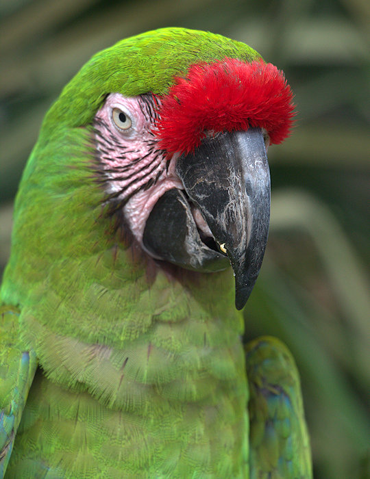 Macaw