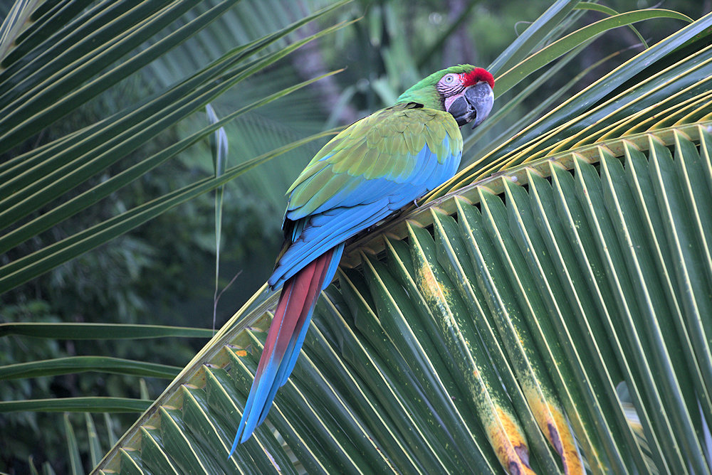 Macaw