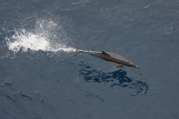 A dolphin swims along side of the Carnival Splendor