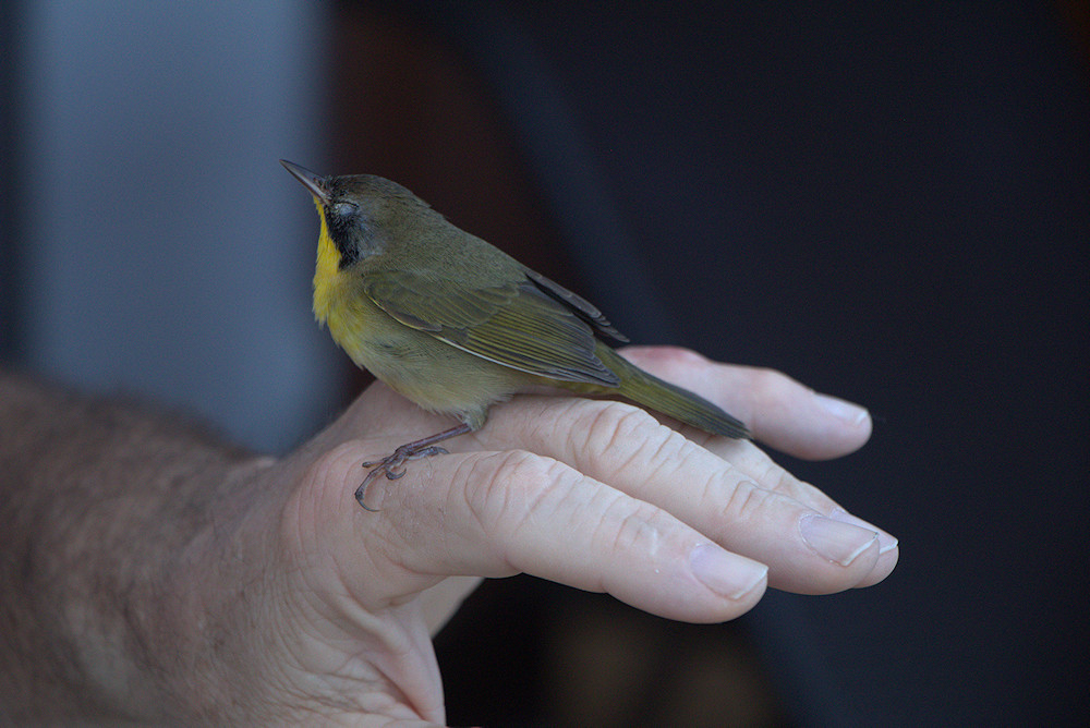 injured finch bird on finger