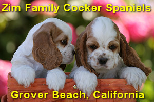 Click here to go to our main Cocker Spaniel page