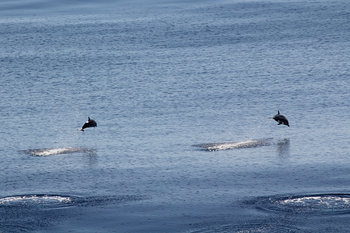 dolphins jumping in Manzanillo Bay, Mexico