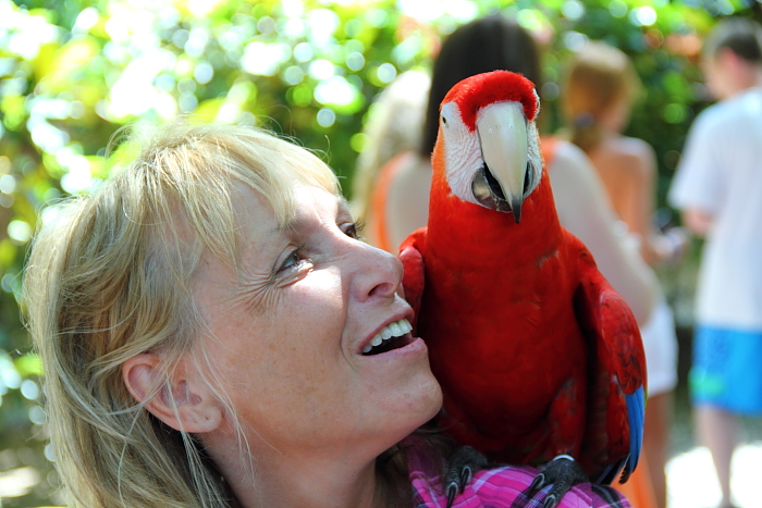 Macaw at Gumbalimba Park