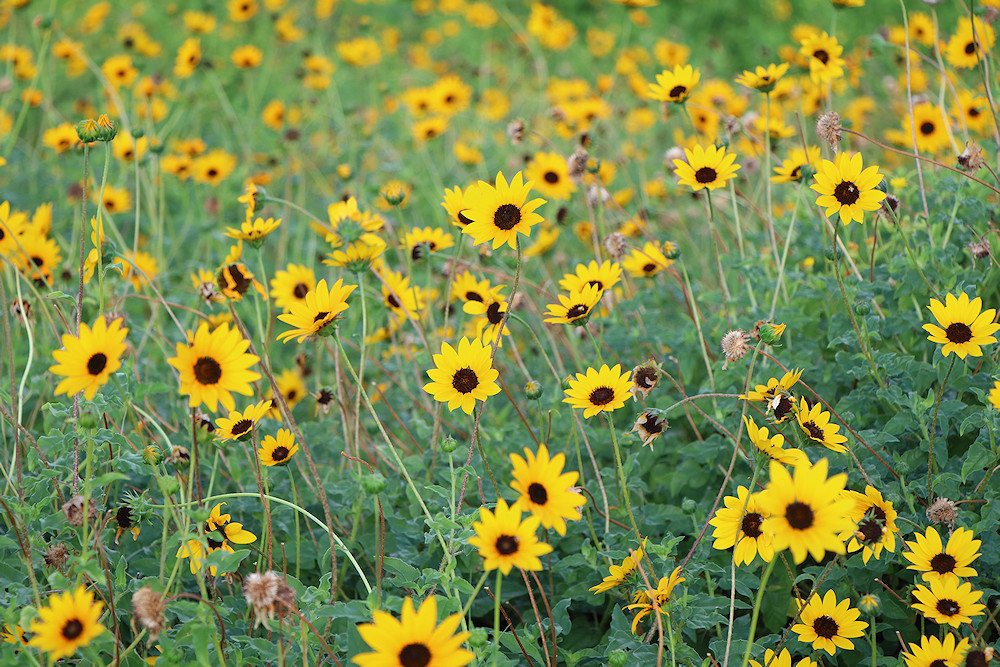 Galveston wildflowers