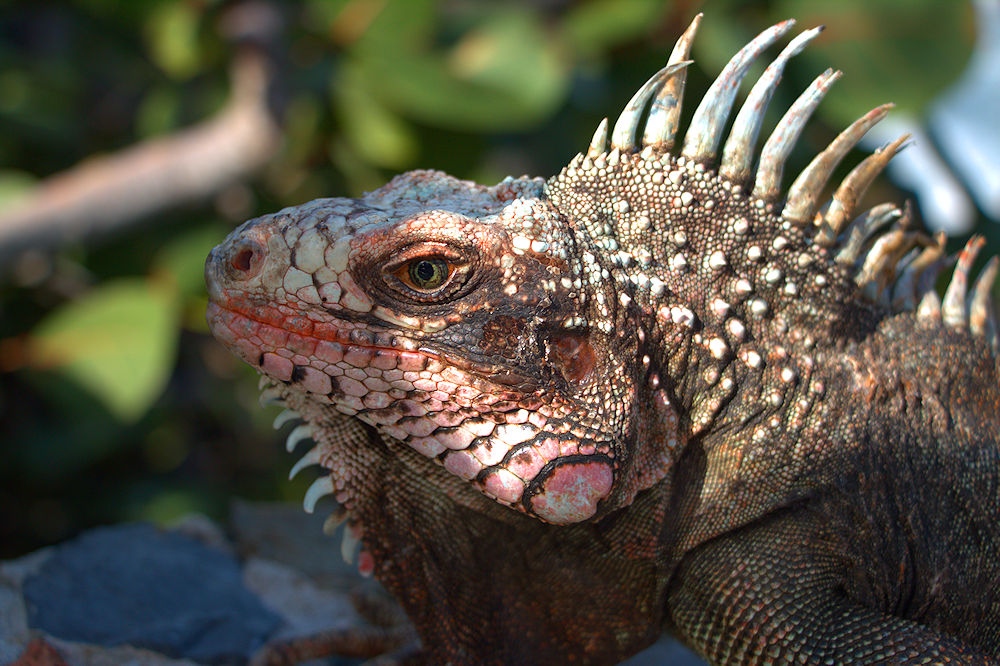 iguana