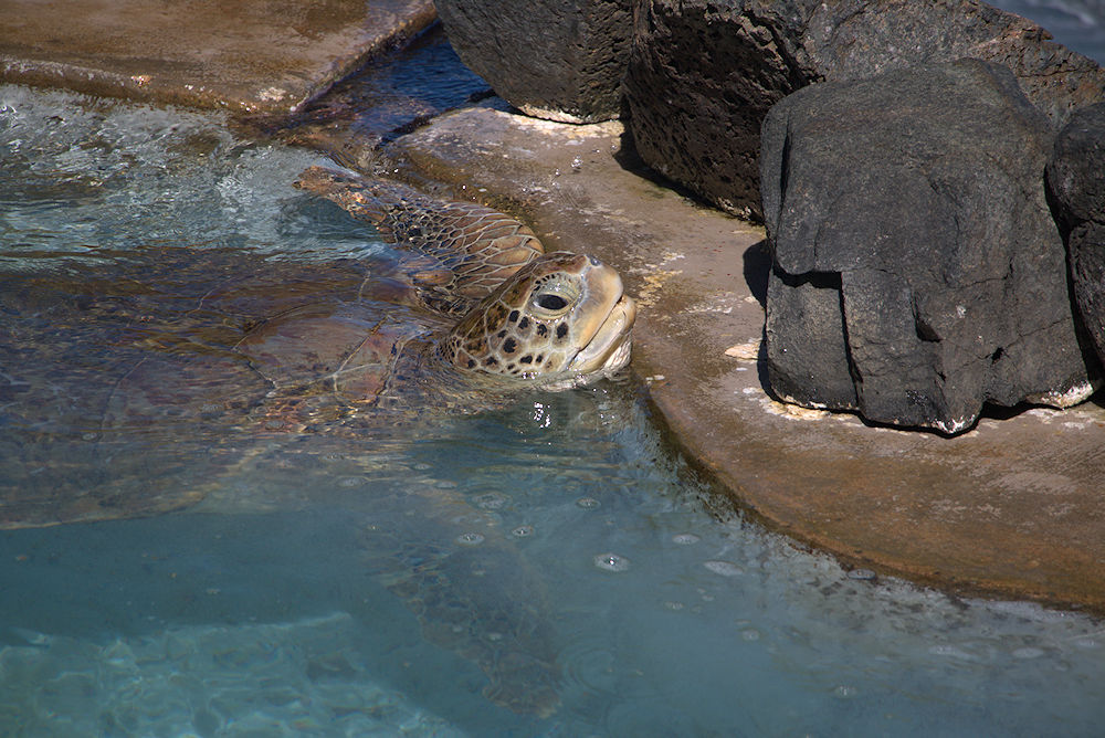 Coral World Park turtle