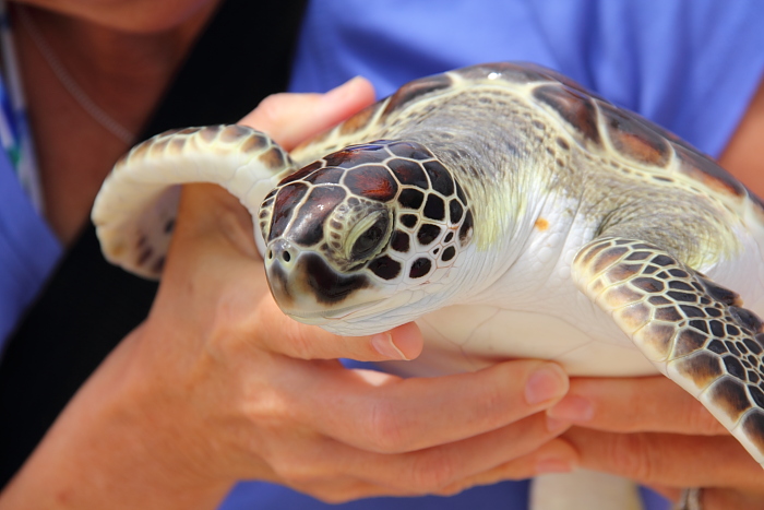 Grand Cayman turtle farm