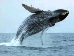 Incredible photo of whale almost totally out of the water